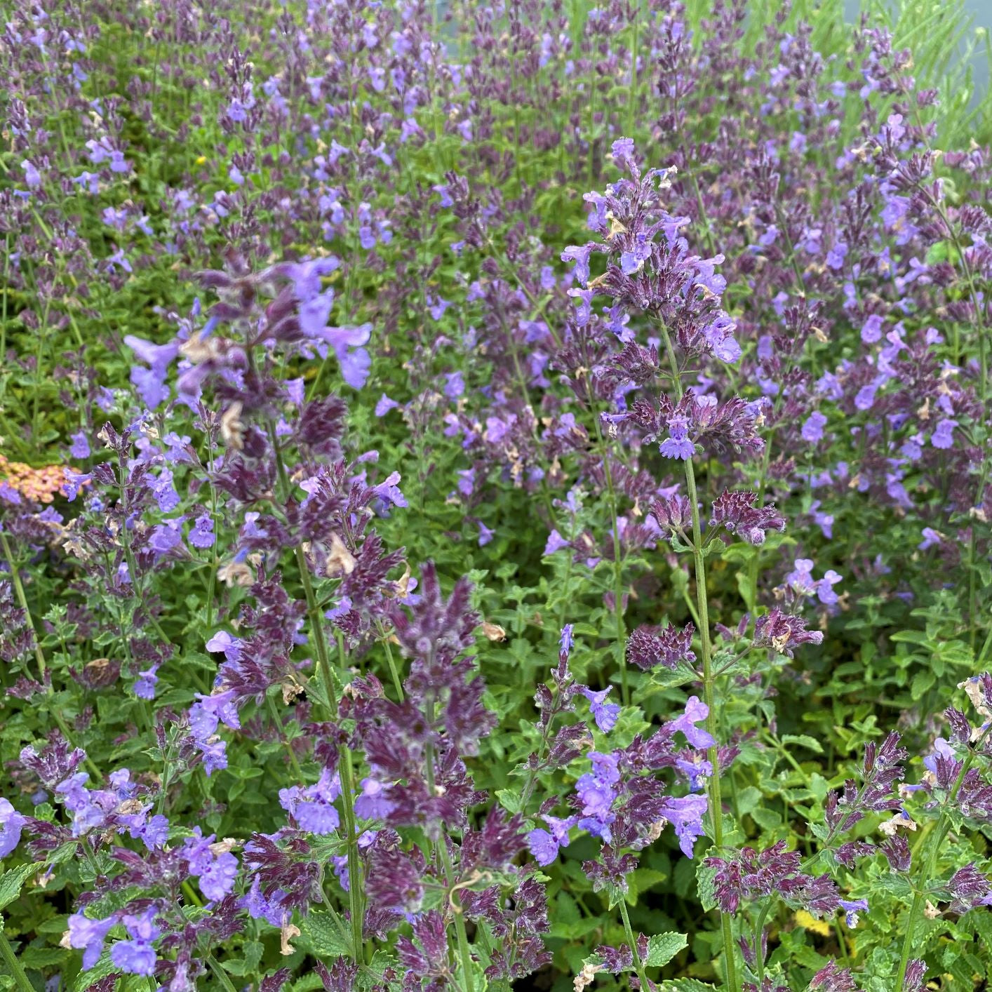 Nepeta racemosa Walker's Low DP50