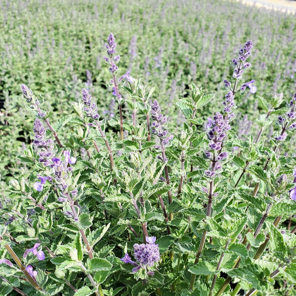 Nepeta x Junior Walker 1Q