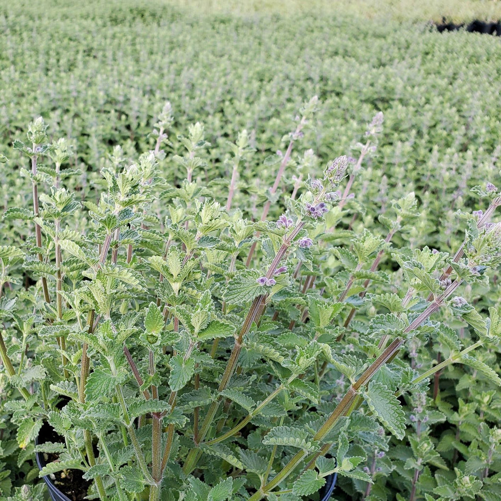 Nepeta racemosa Walker's Low 1G