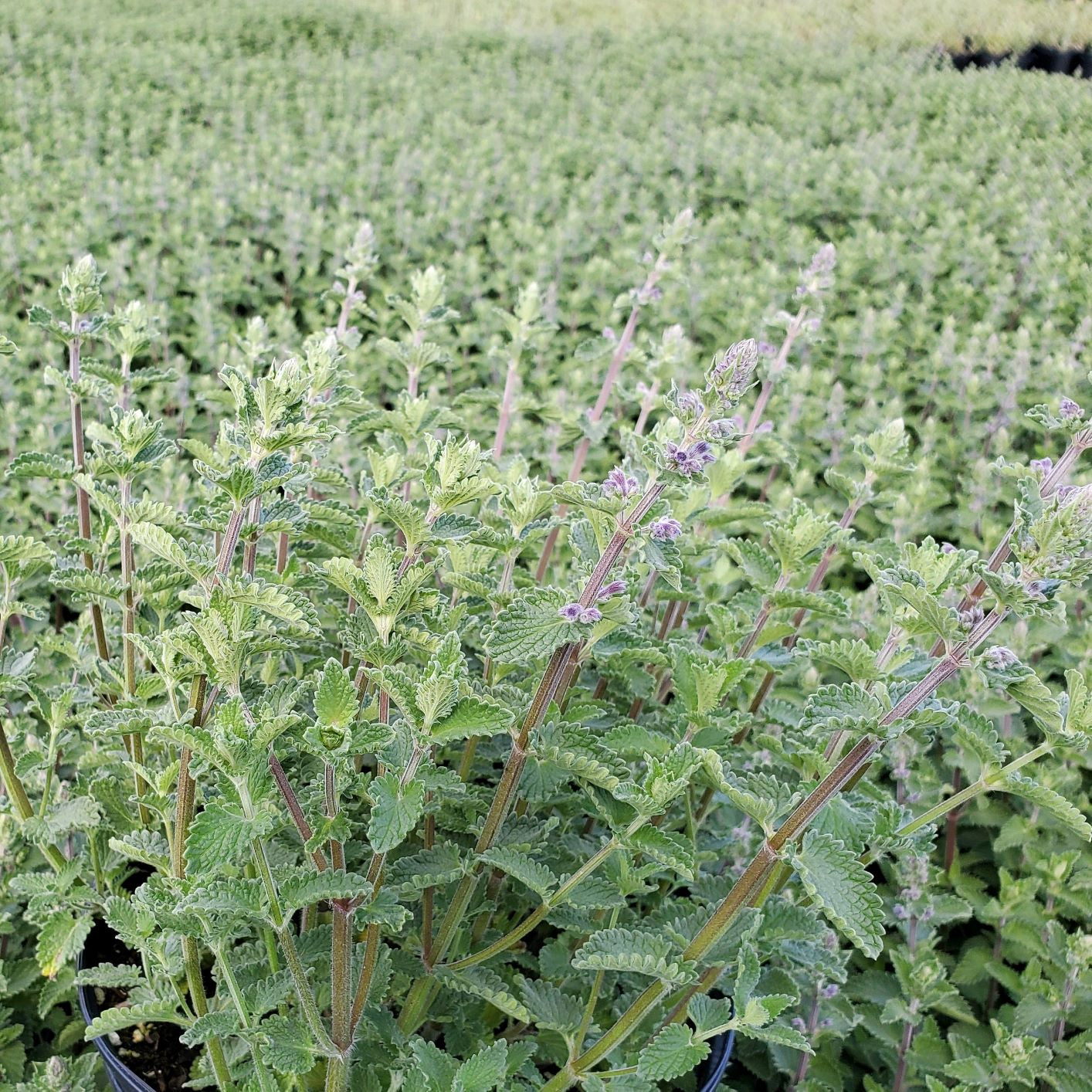 Nepeta racemosa Walker's Low DP50