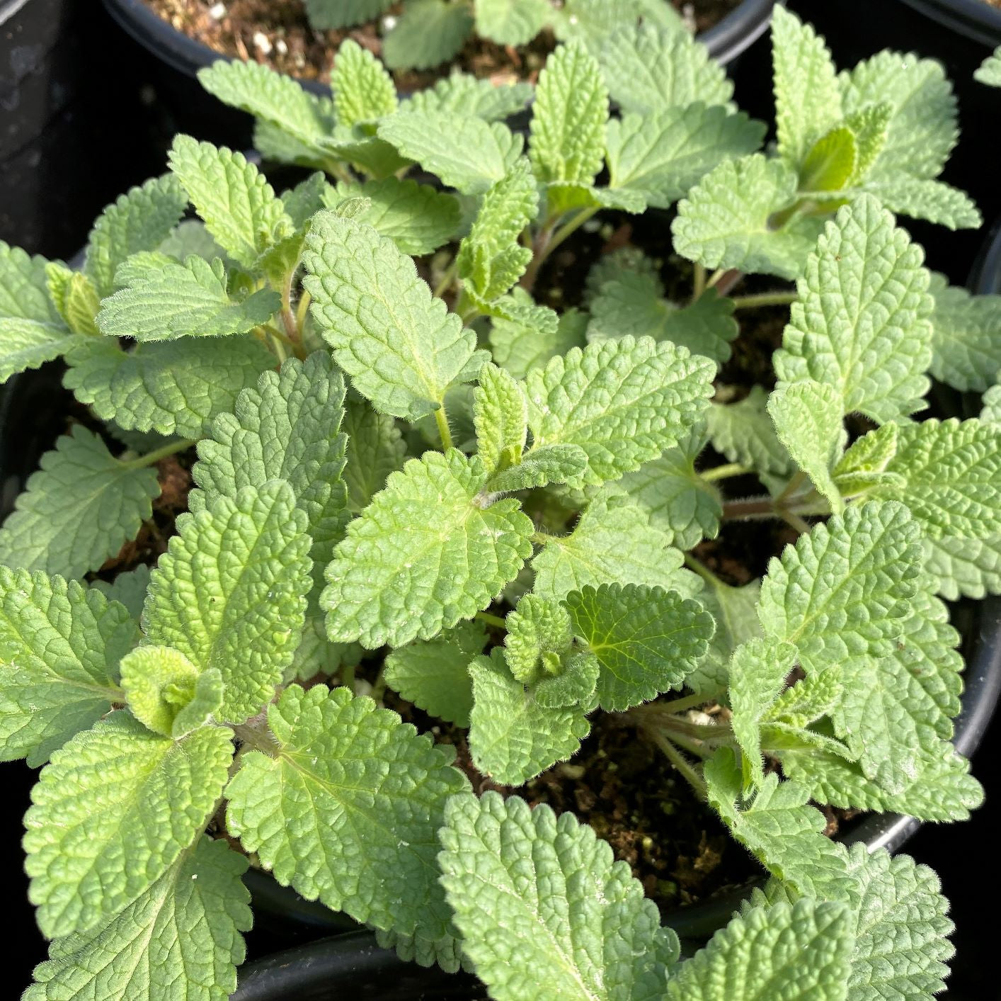 Nepeta x faassenii Whispurr Pink 1Q