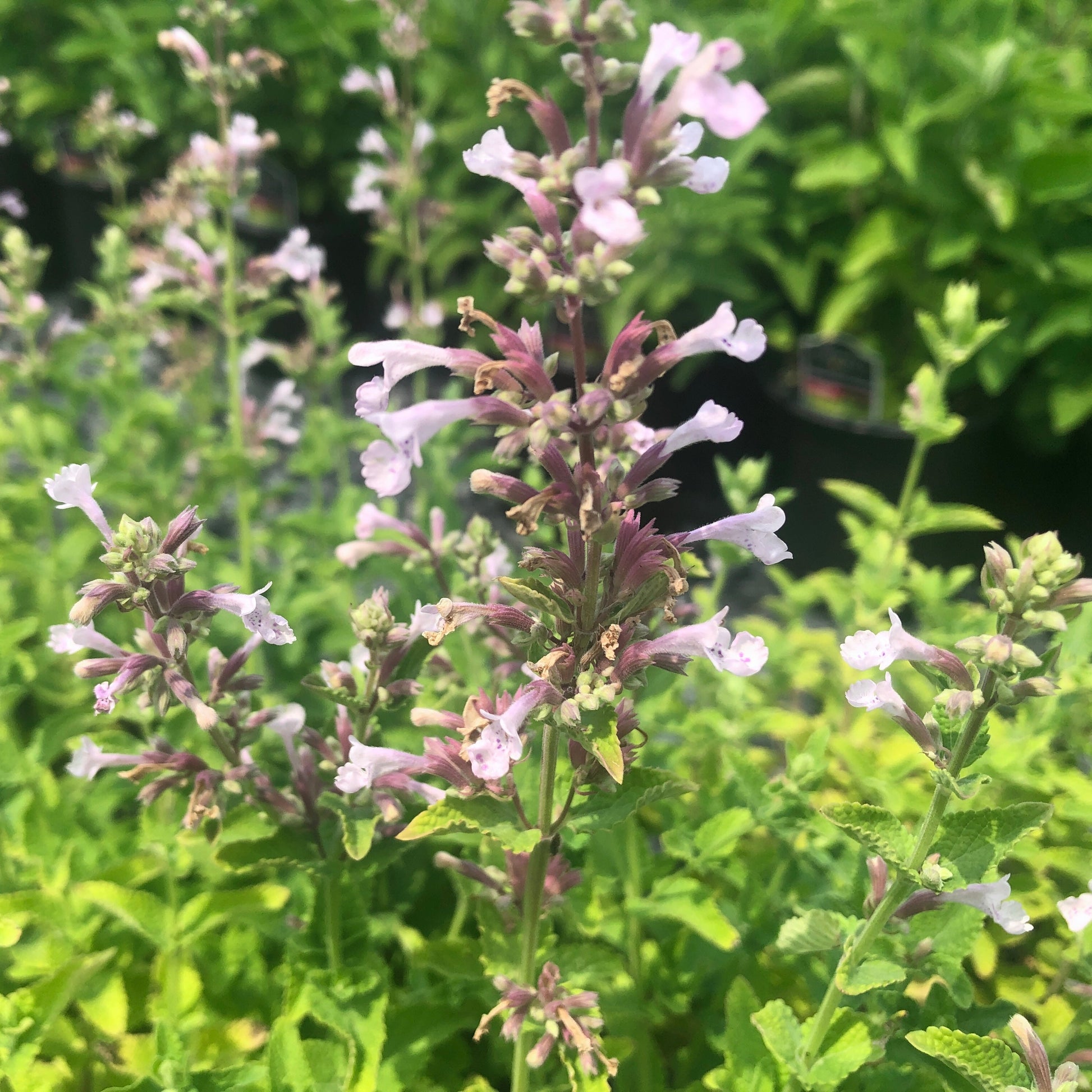 Nepeta x faassenii Whispurr Pink 1Q