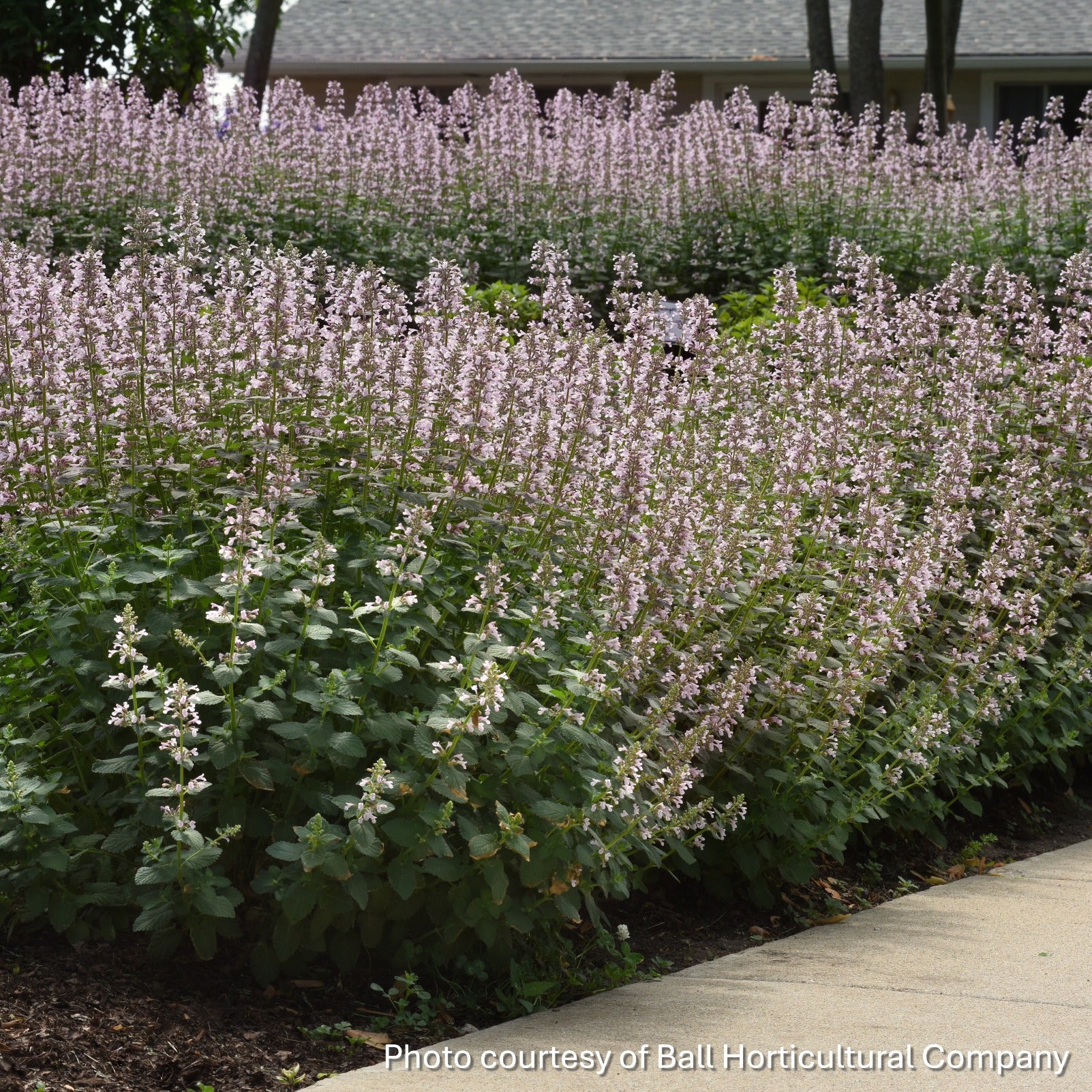 Nepeta x faassenii Whispurr Pink 1Q