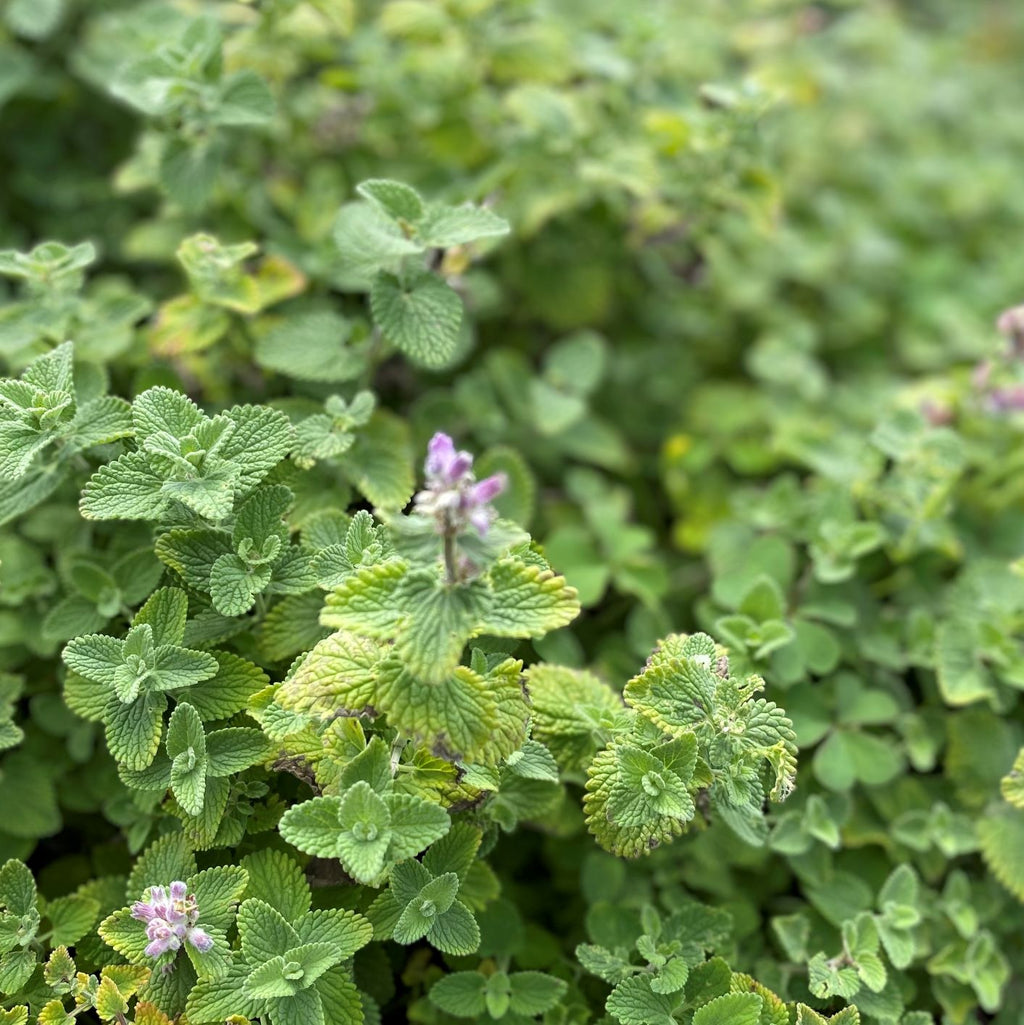 Nepeta x Early Bird 1G