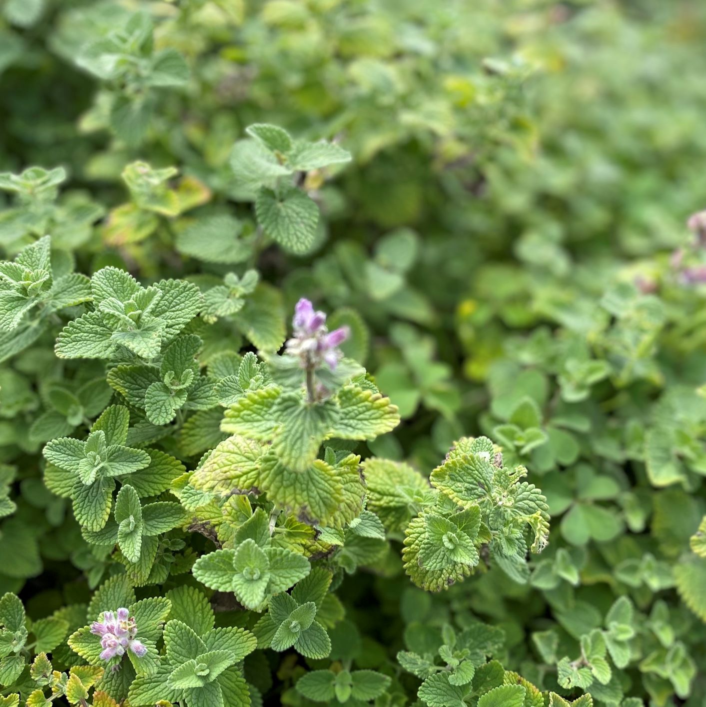 Nepeta x Early Bird 1G