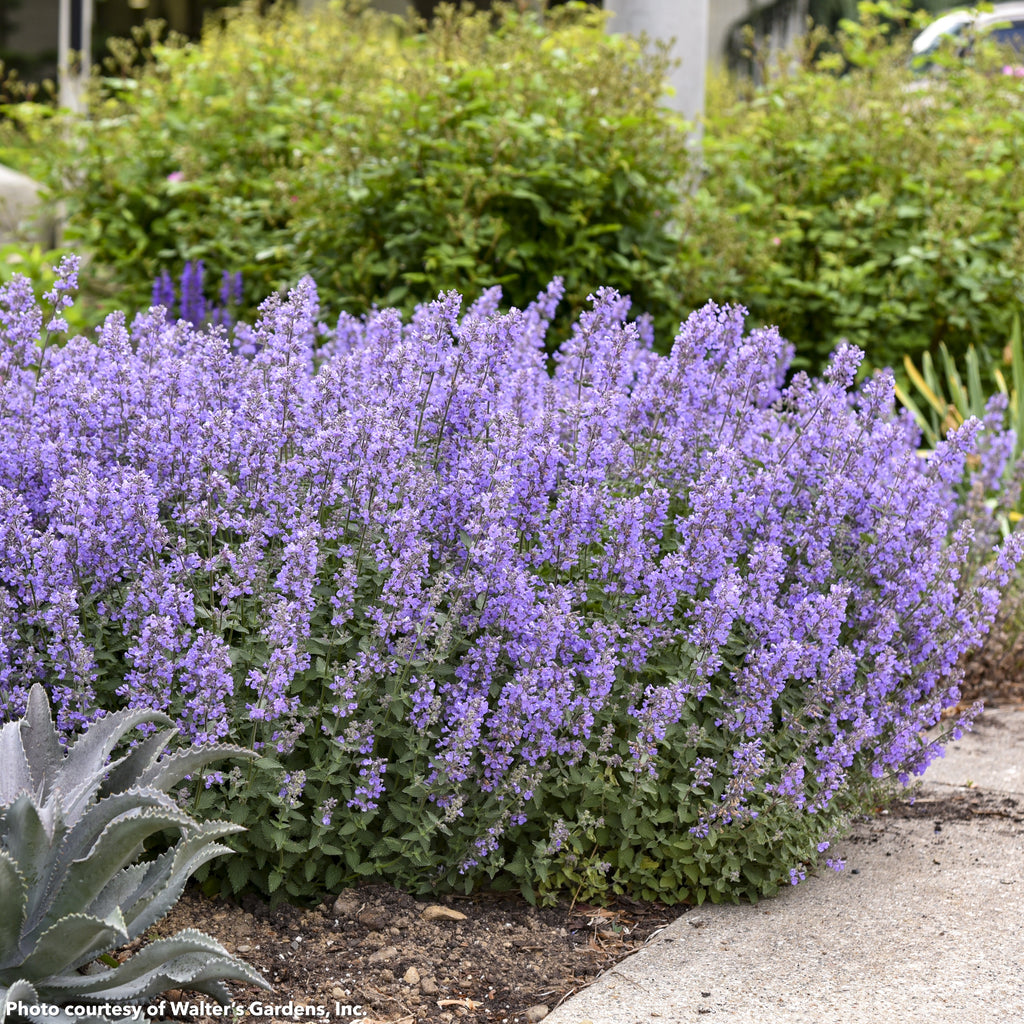 Nepeta x Cat's Meow 1G