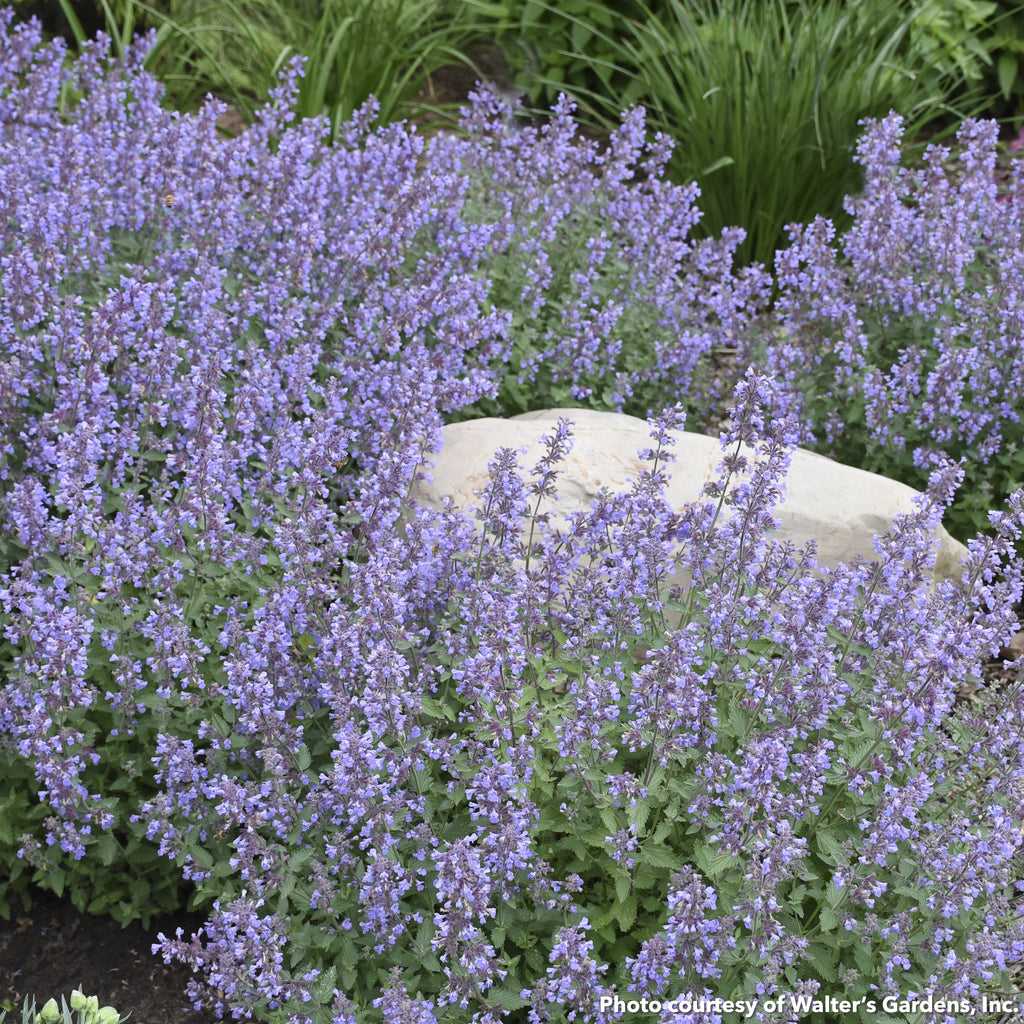 Nepeta x Cat's Meow 1G