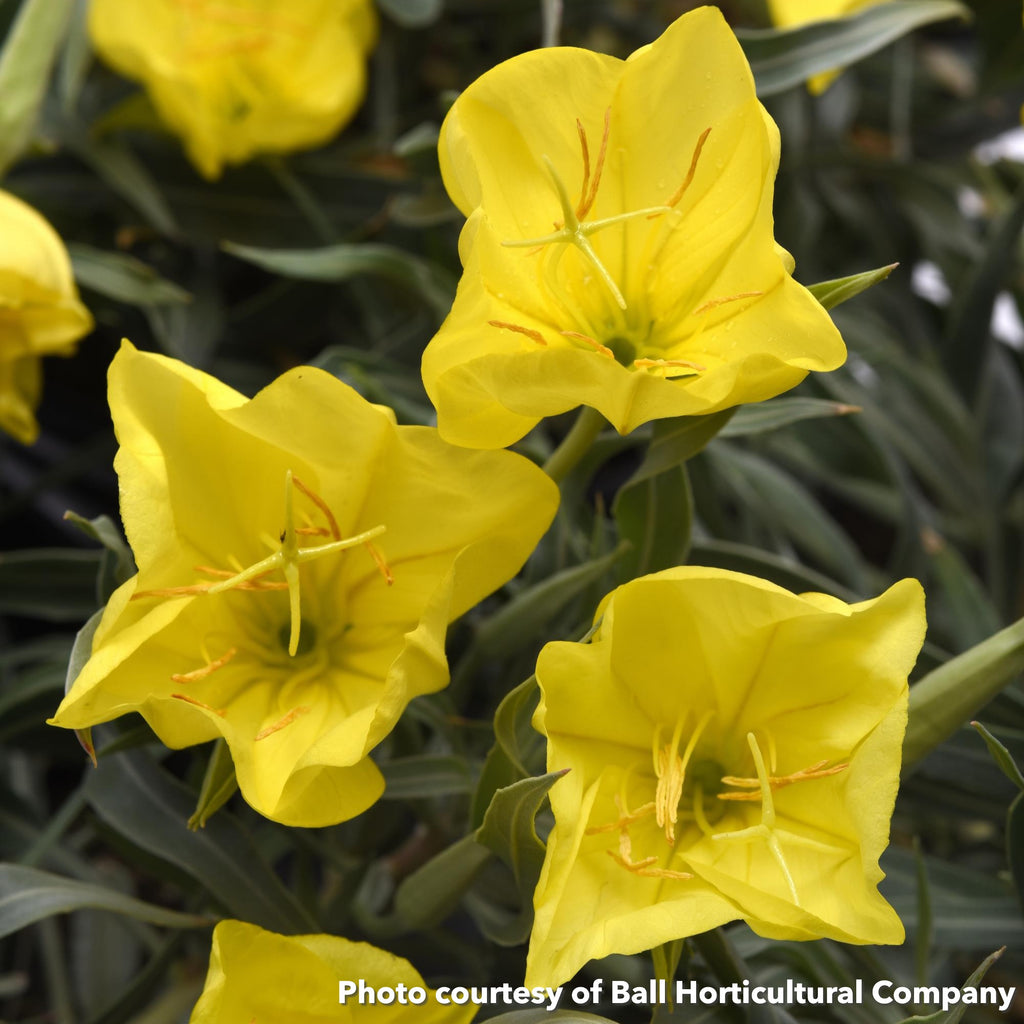 Oenothera missouriensis Evening Sun 1G