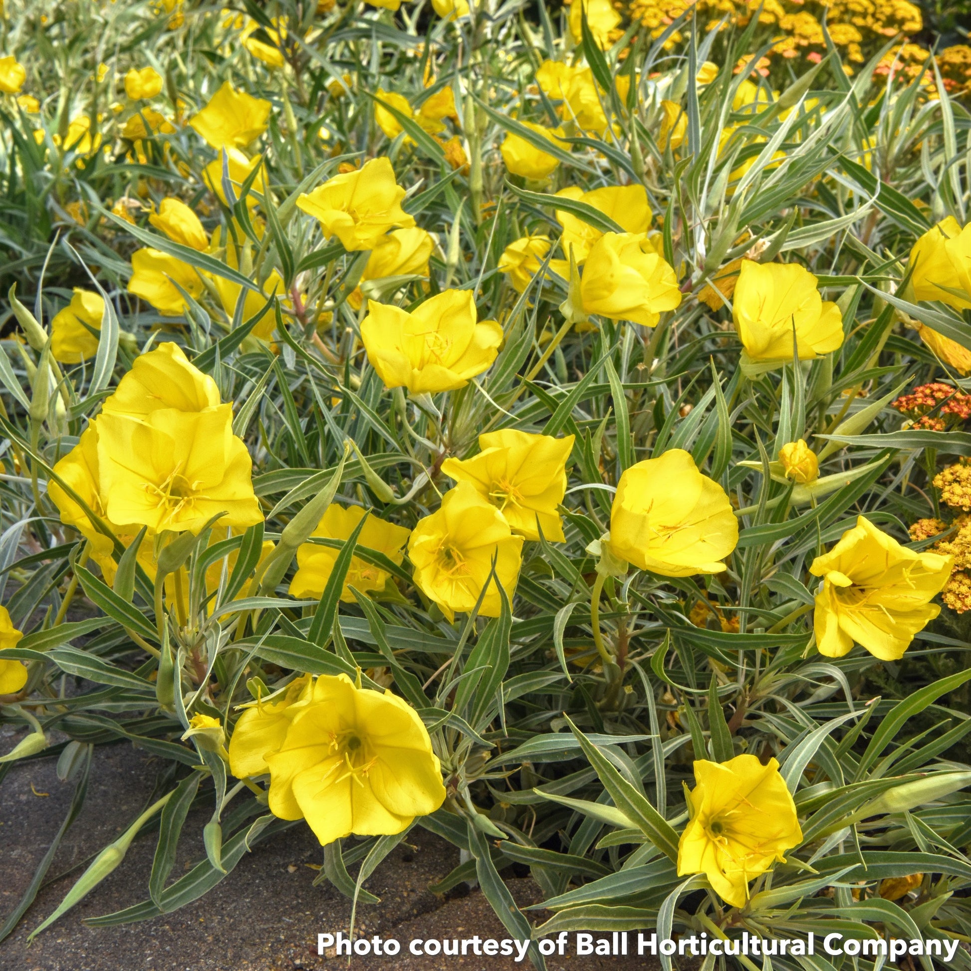 Oenothera missouriensis Evening Sun 1G