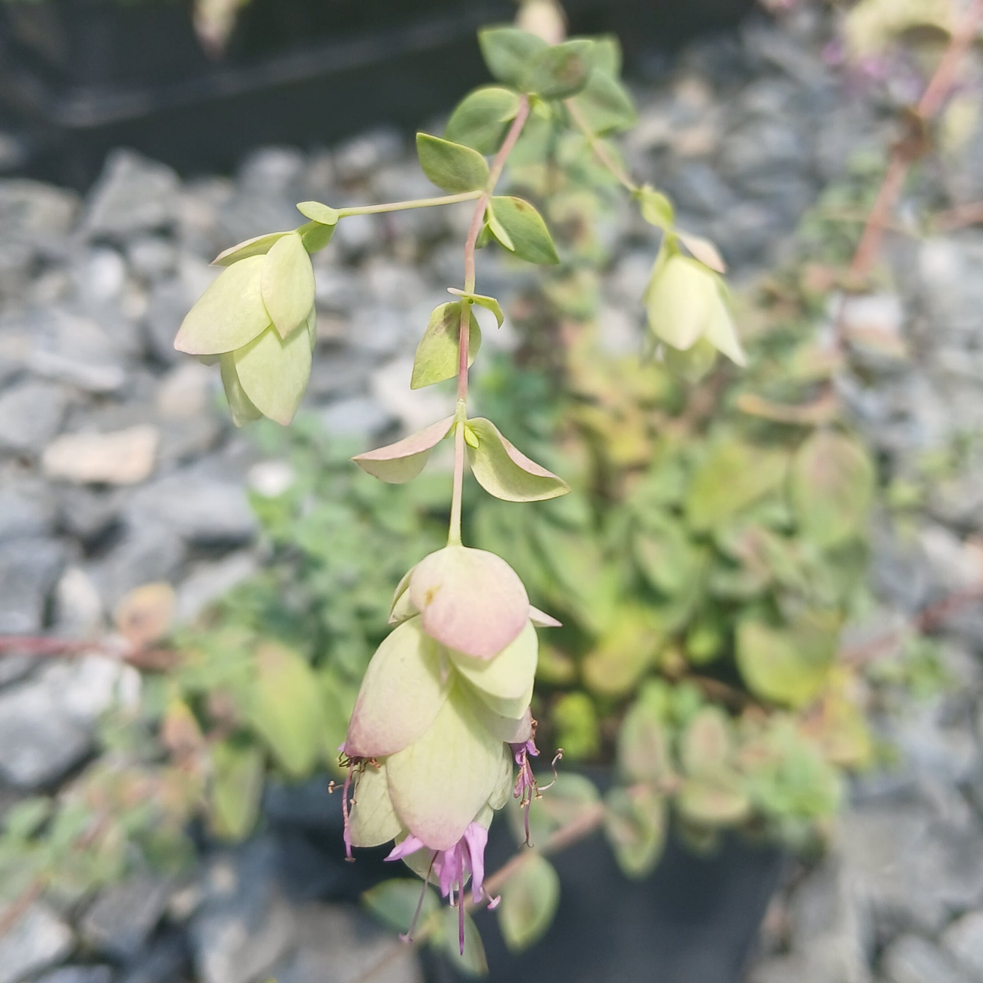 Origanum libanoticum 3.25"