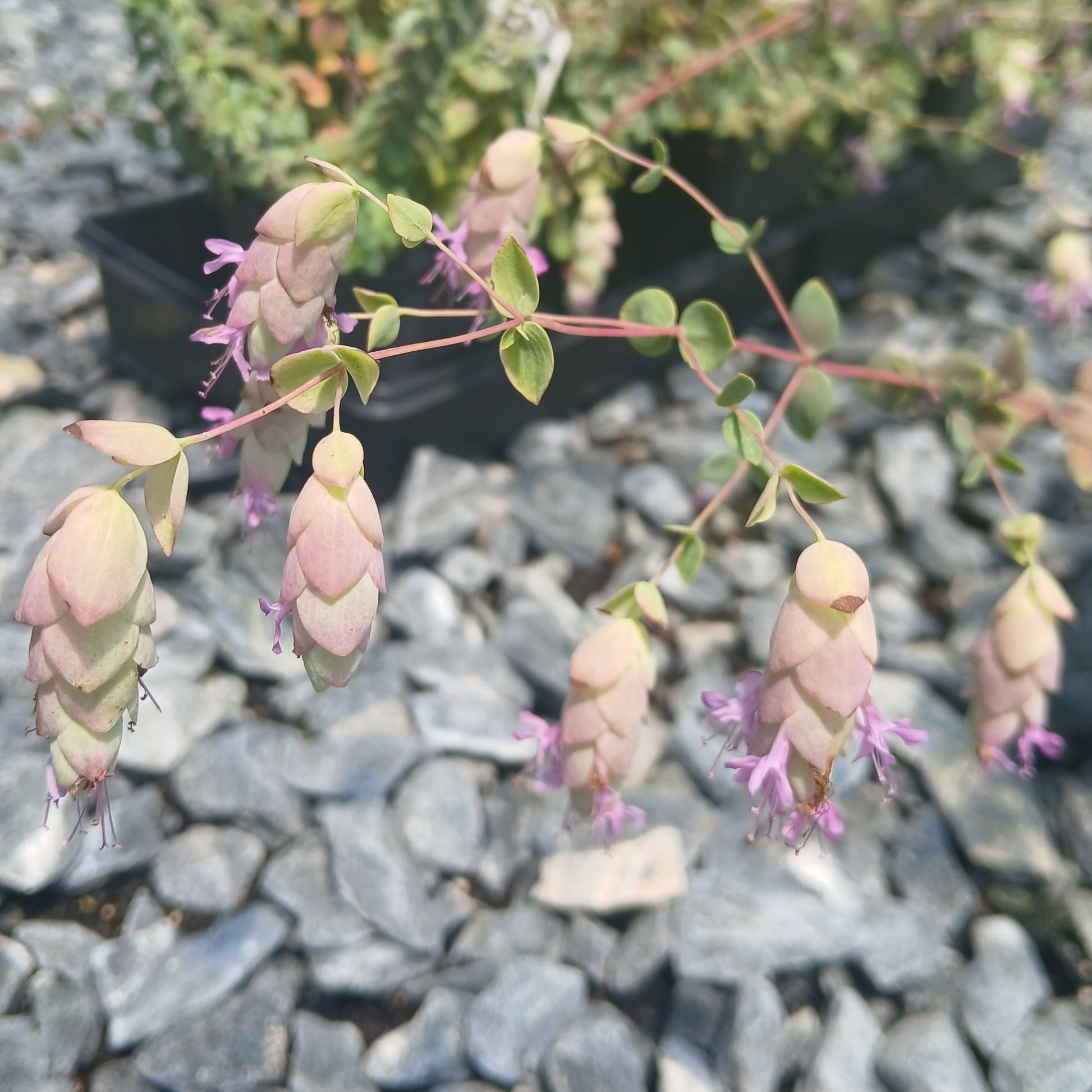 Origanum libanoticum 3.25"