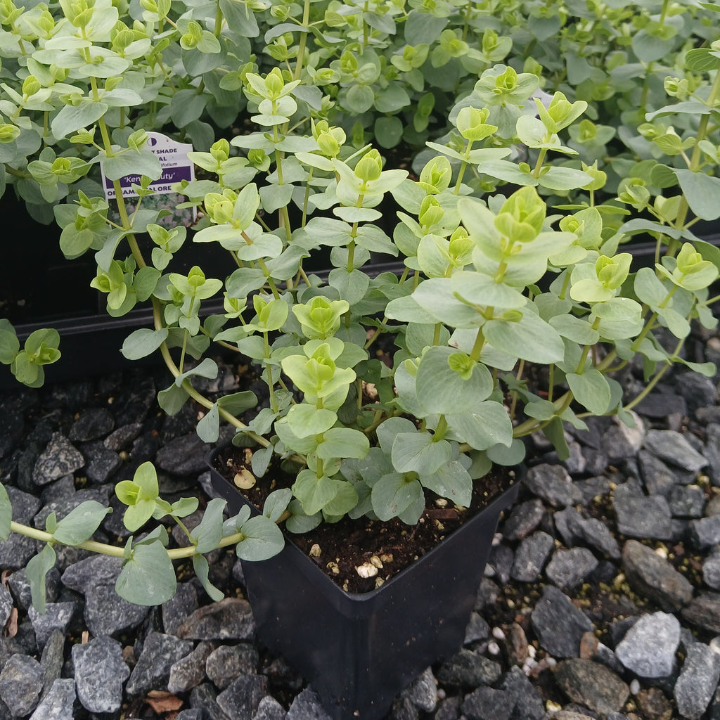 Origanum x Kent Beauty 3.25"