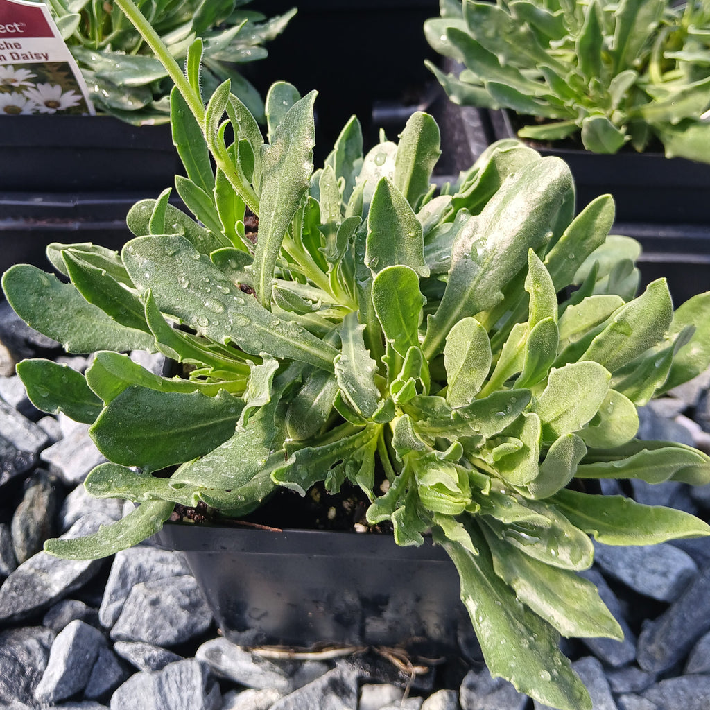 Osteospermum Avalanche 1Q