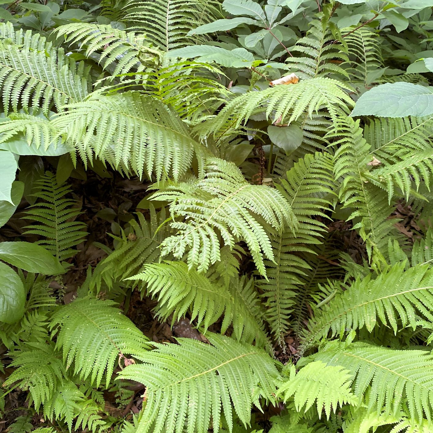 Ostrich Fern 1G