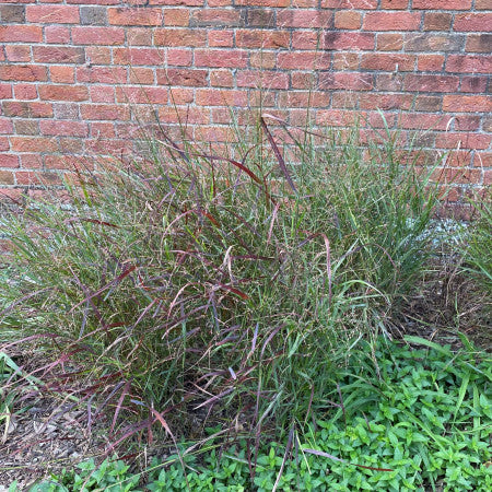 Panicum virgatum Shenandoah 2G