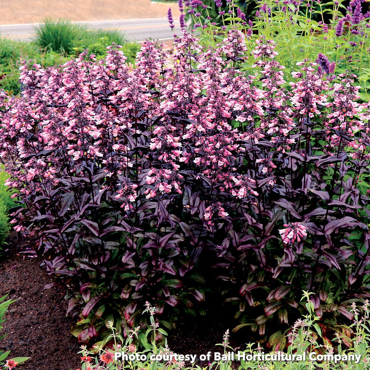 Penstemon x Dakota Burgundy 1Q