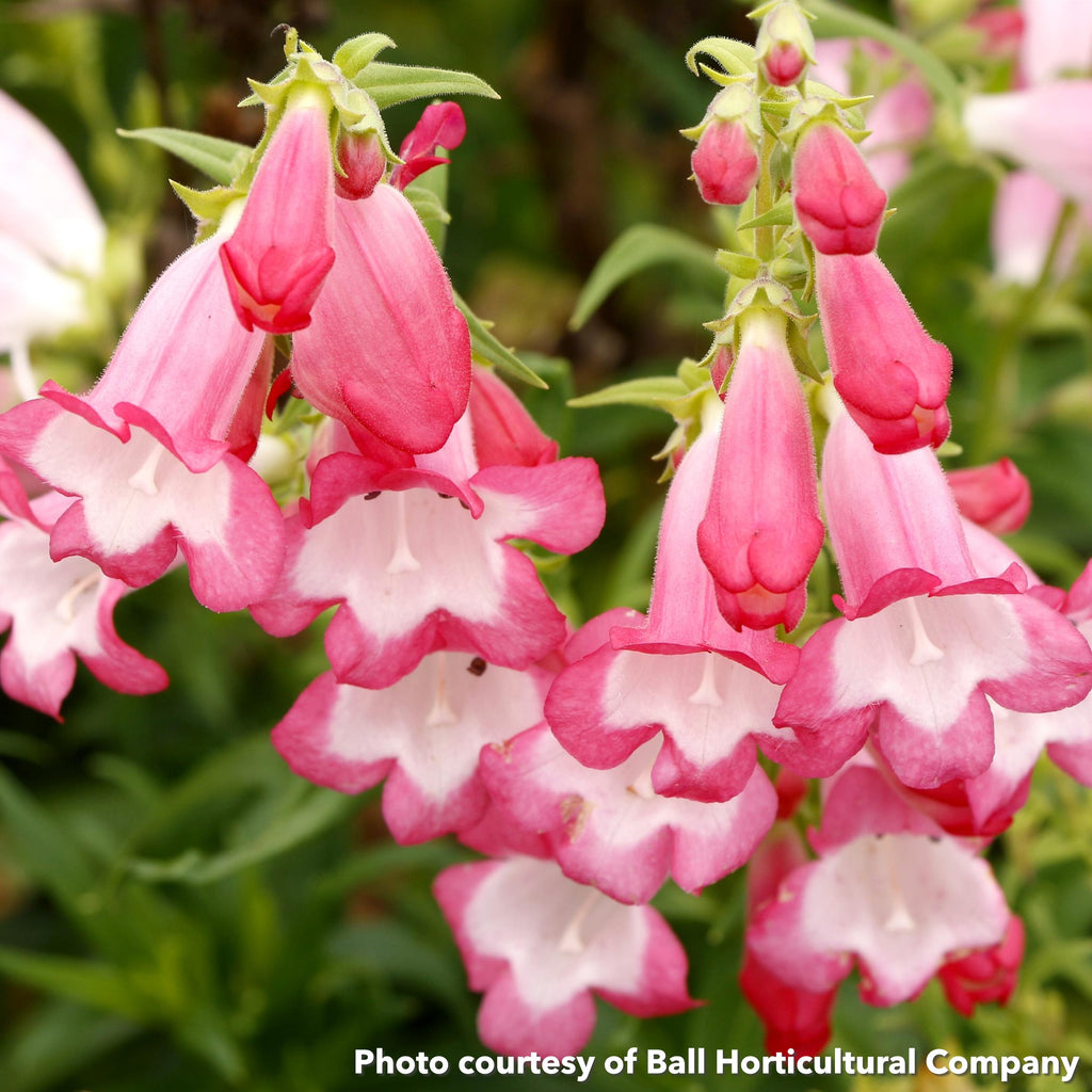 Penstemon Flock of Flamingos 1G