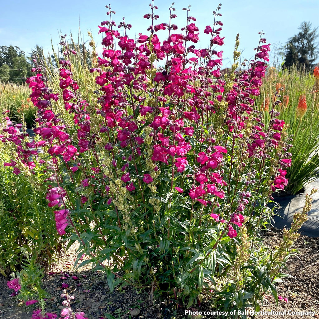 Penstemon Parade of Parrots 1Q