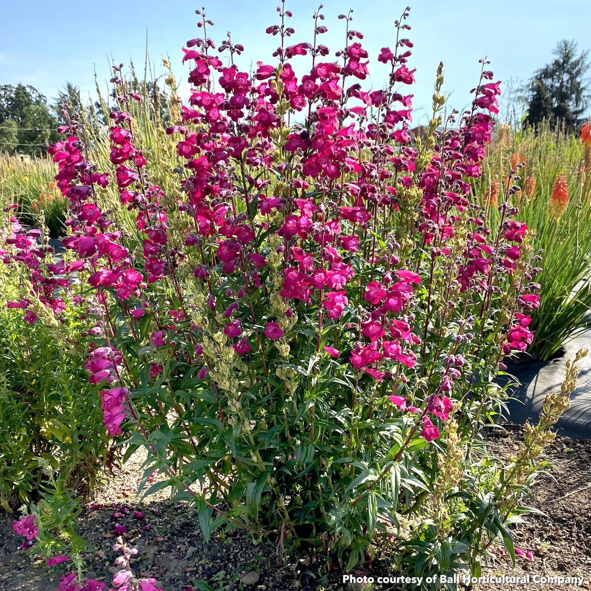 Penstemon Parade of Parrots 1Q