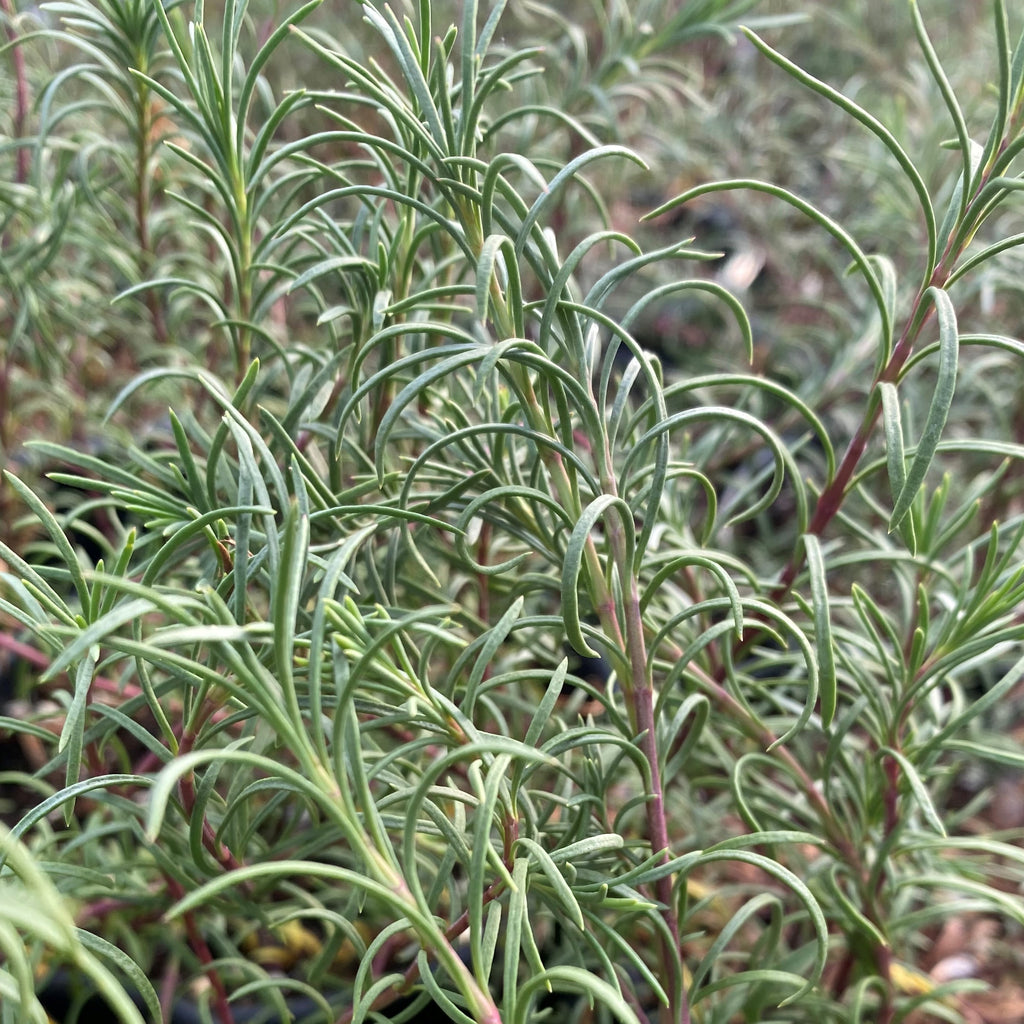 Penstemon pinifolius 3.25"