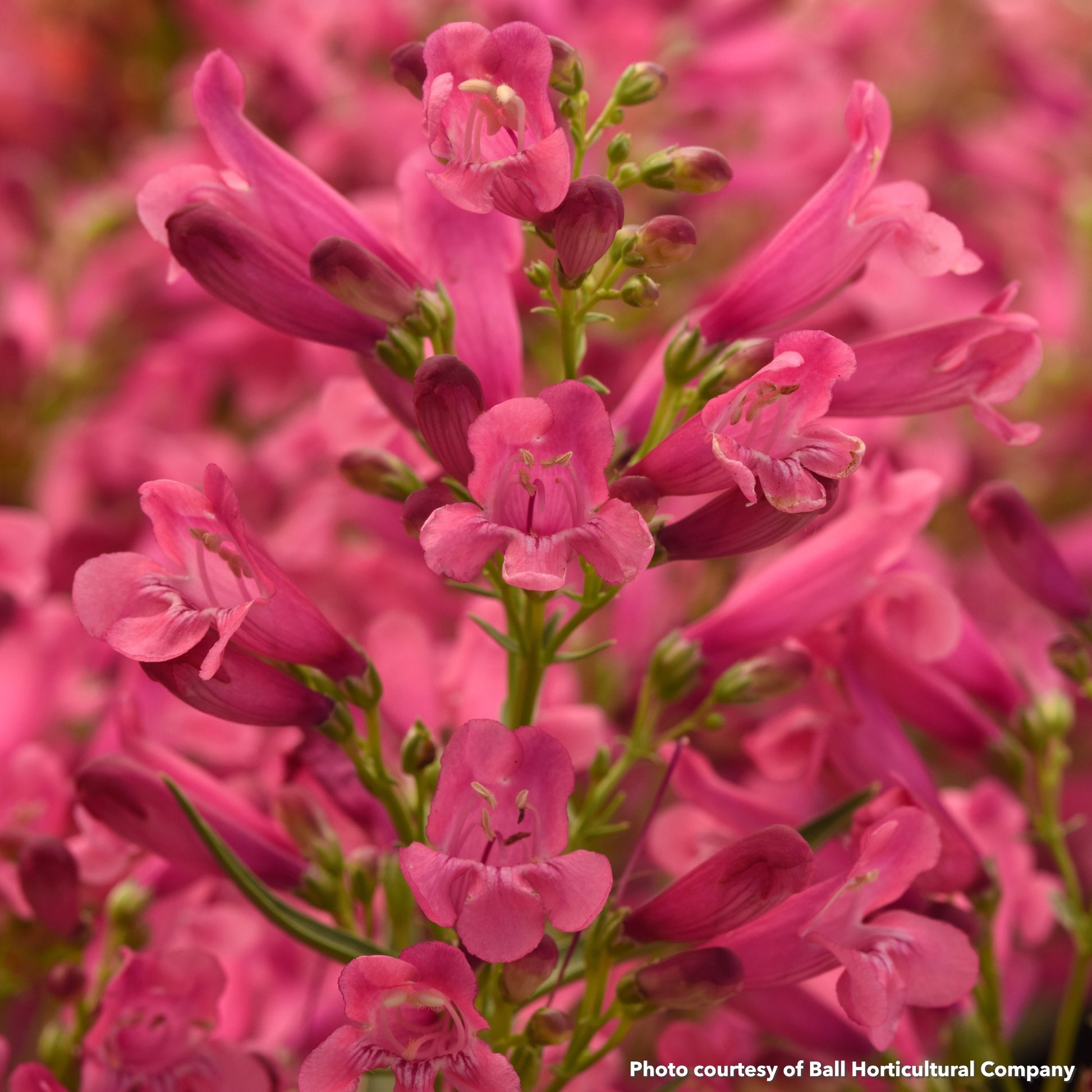 Penstemon Rock Candy Pink Improved 1G