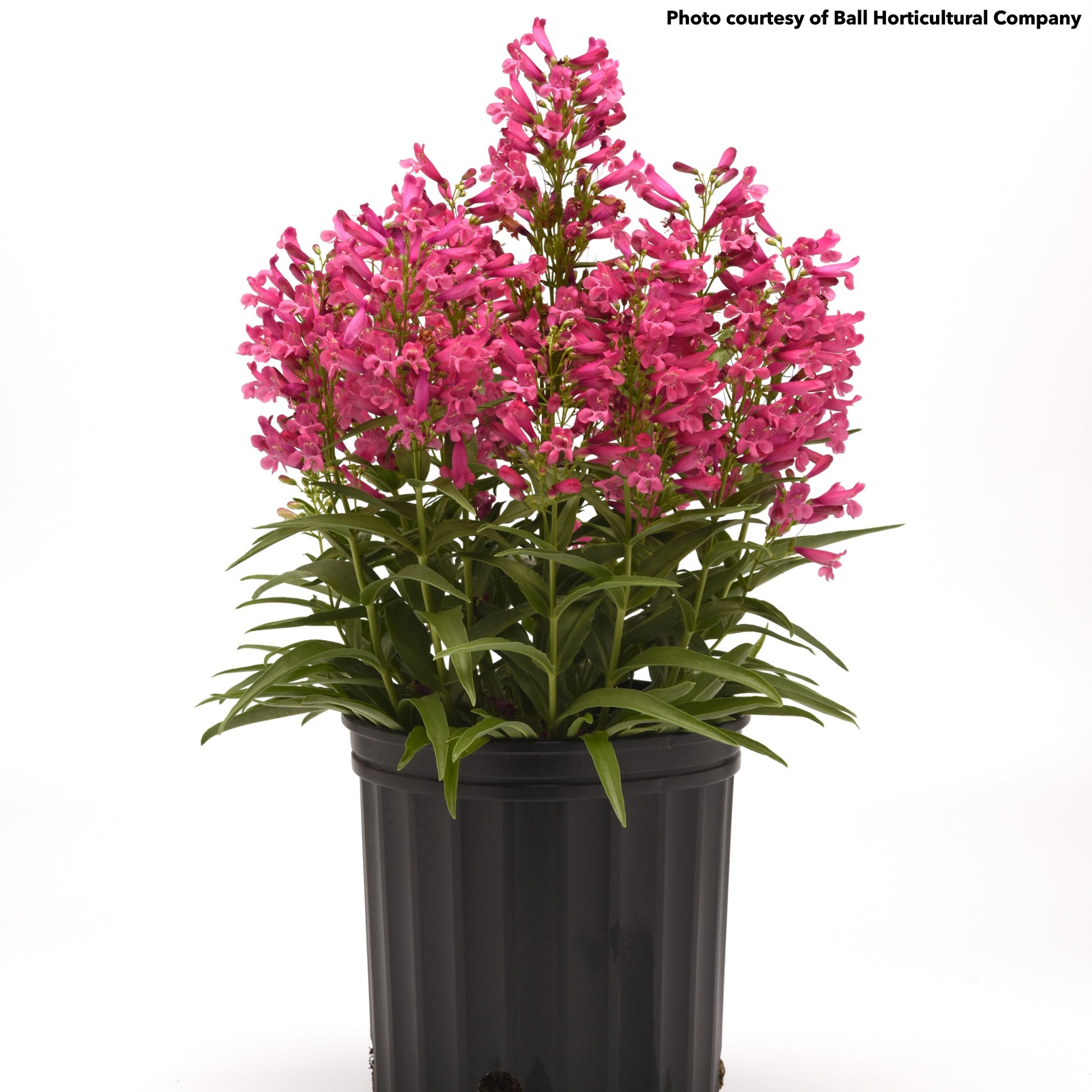 Penstemon Rock Candy Pink Improved 1G