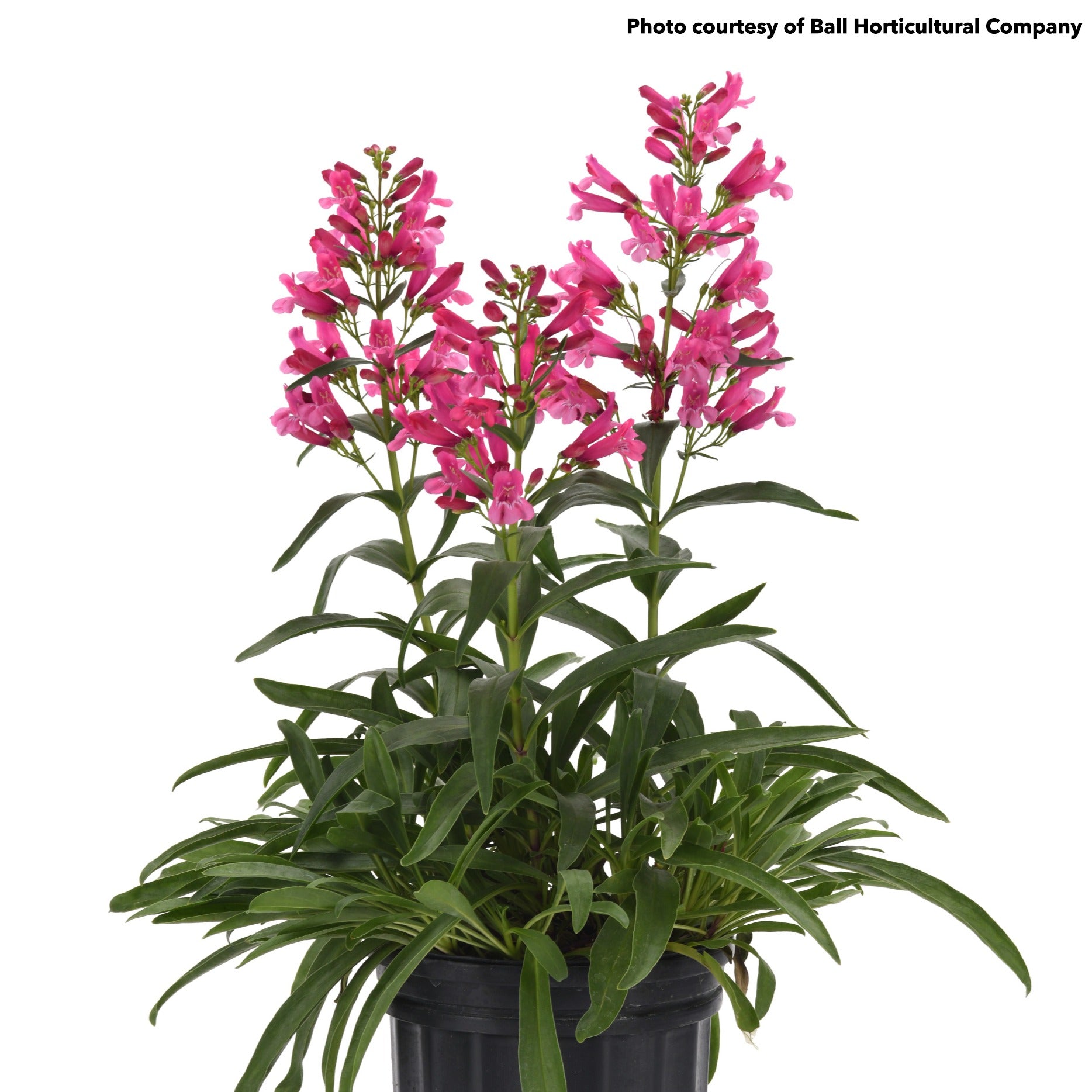 Penstemon Rock Candy Pink Improved 1G