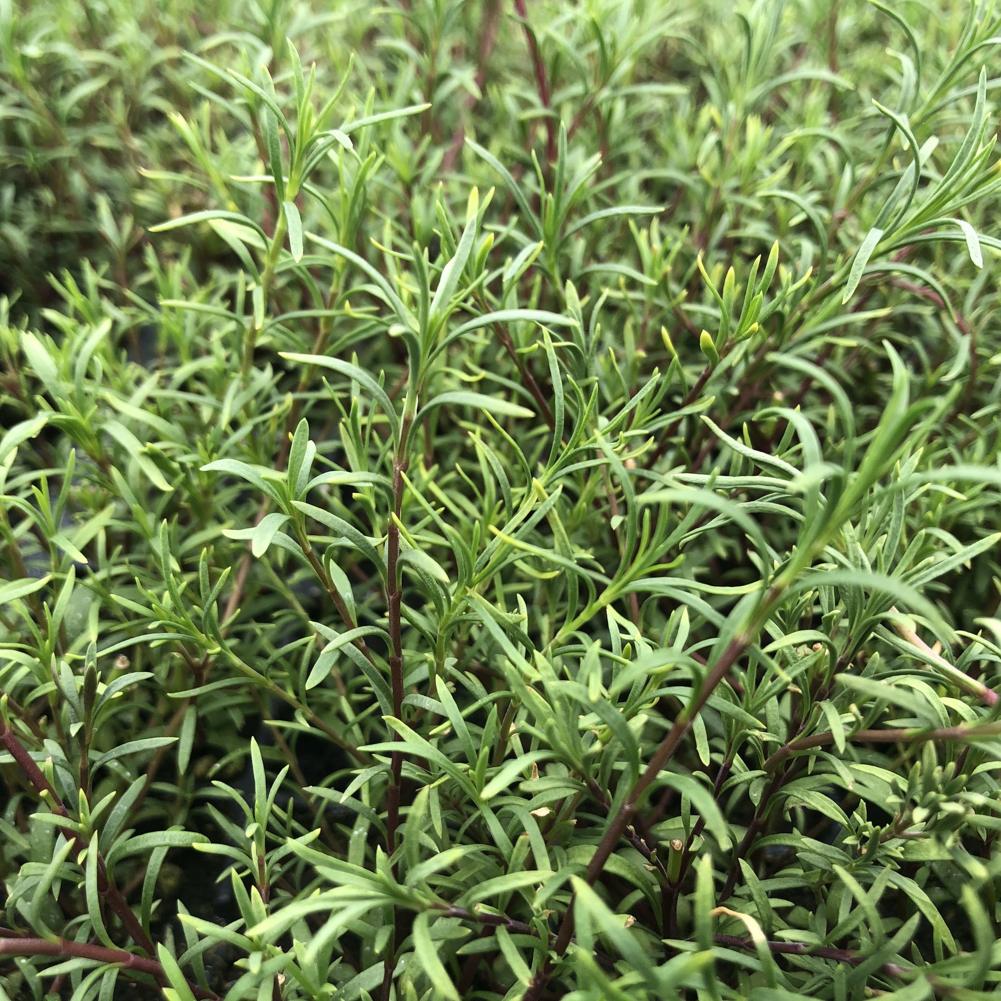 Penstemon pinifolius Mersea Yellow 3.25"