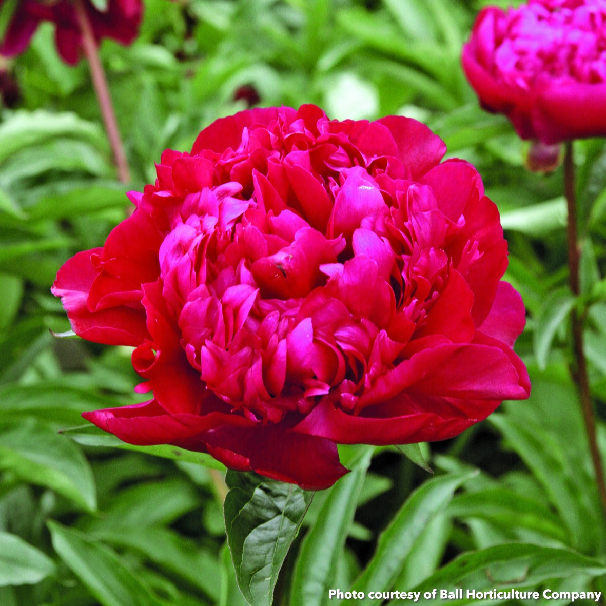 Paeonia Big Ben 2G