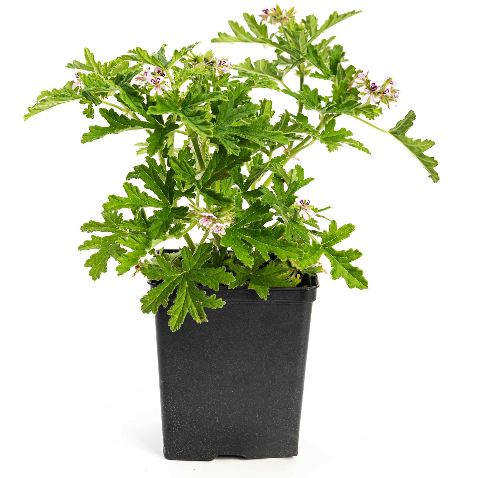 Citronella Bush