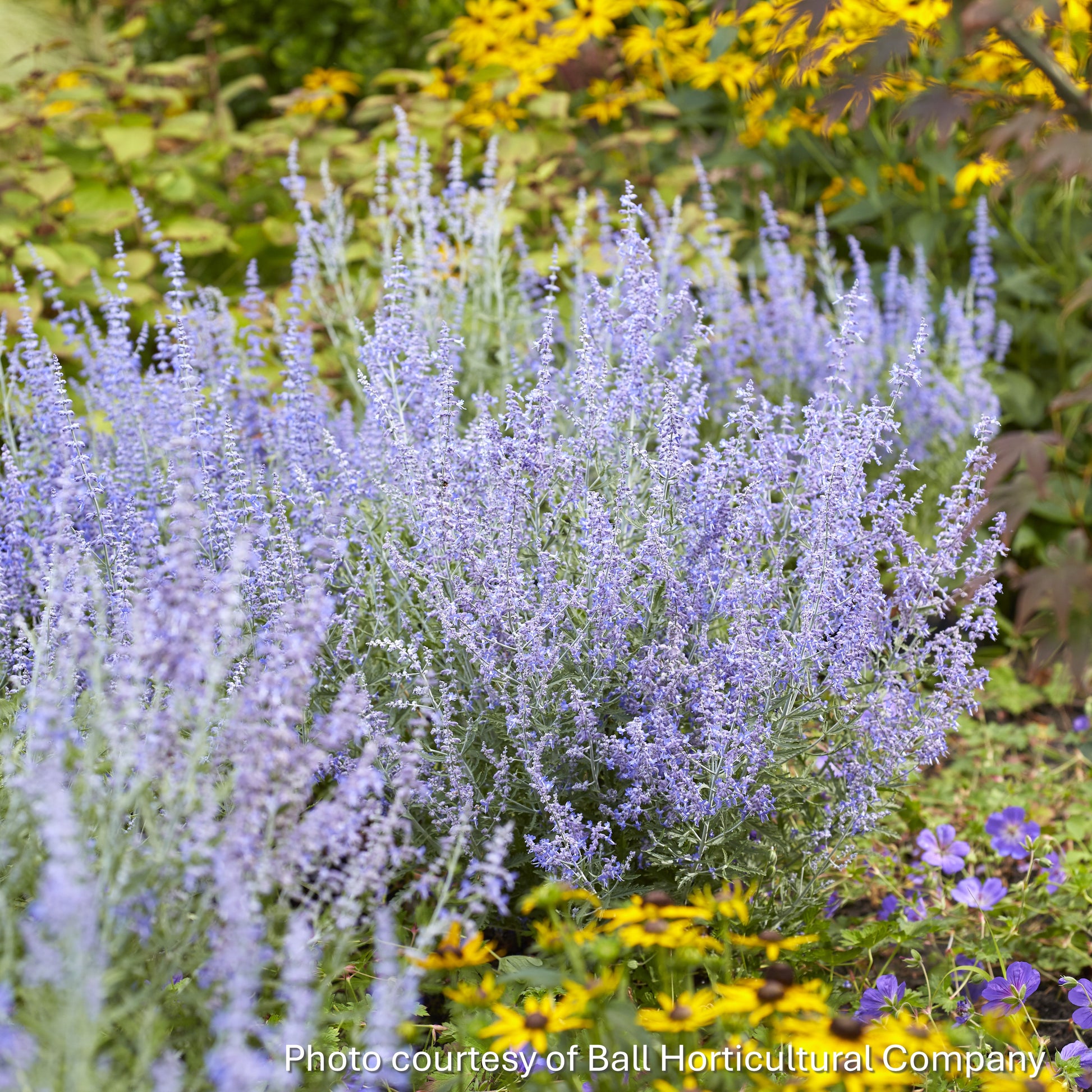 Perovskia atriplicifolia Lacey Blue 1Q