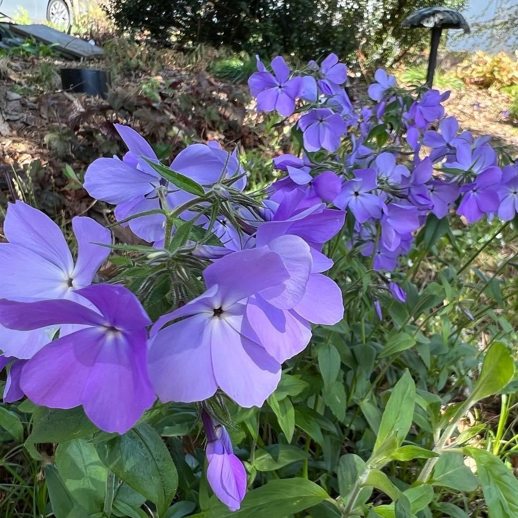 Phlox divaricata 1G