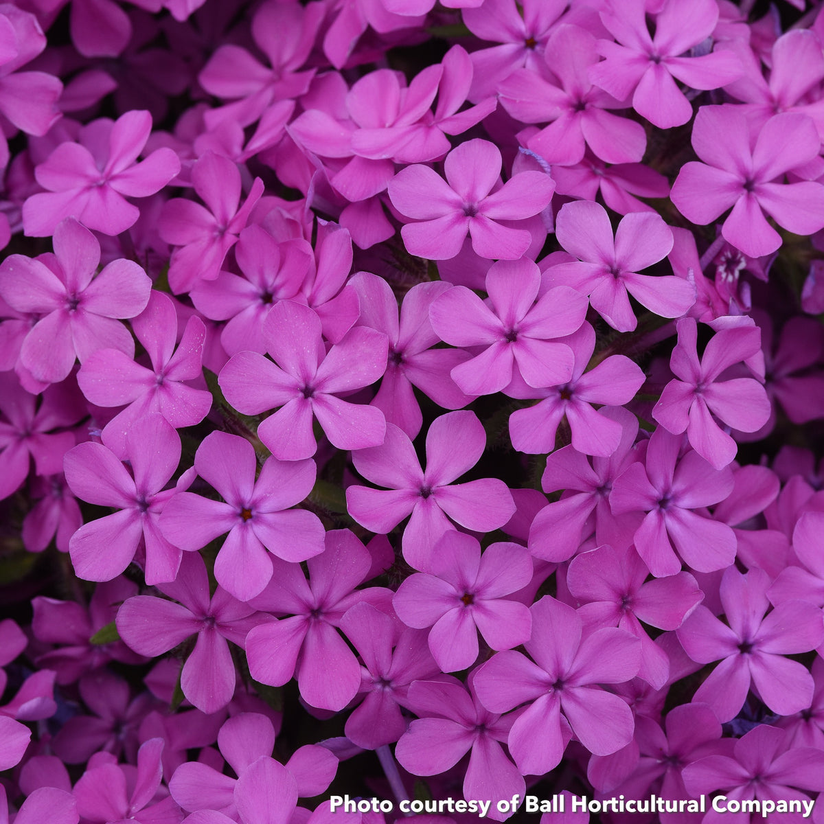 Phlox Candy Cloud Dark Pink 1G