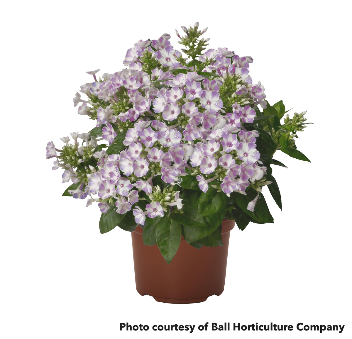 Phlox Flame Lilac Star 1G