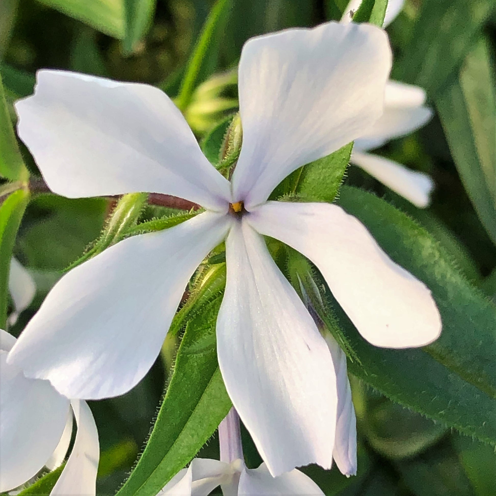 Phlox divaricata May Breeze DP50