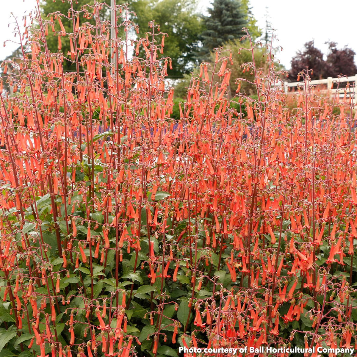Phygelius Colorburst Orange 1G