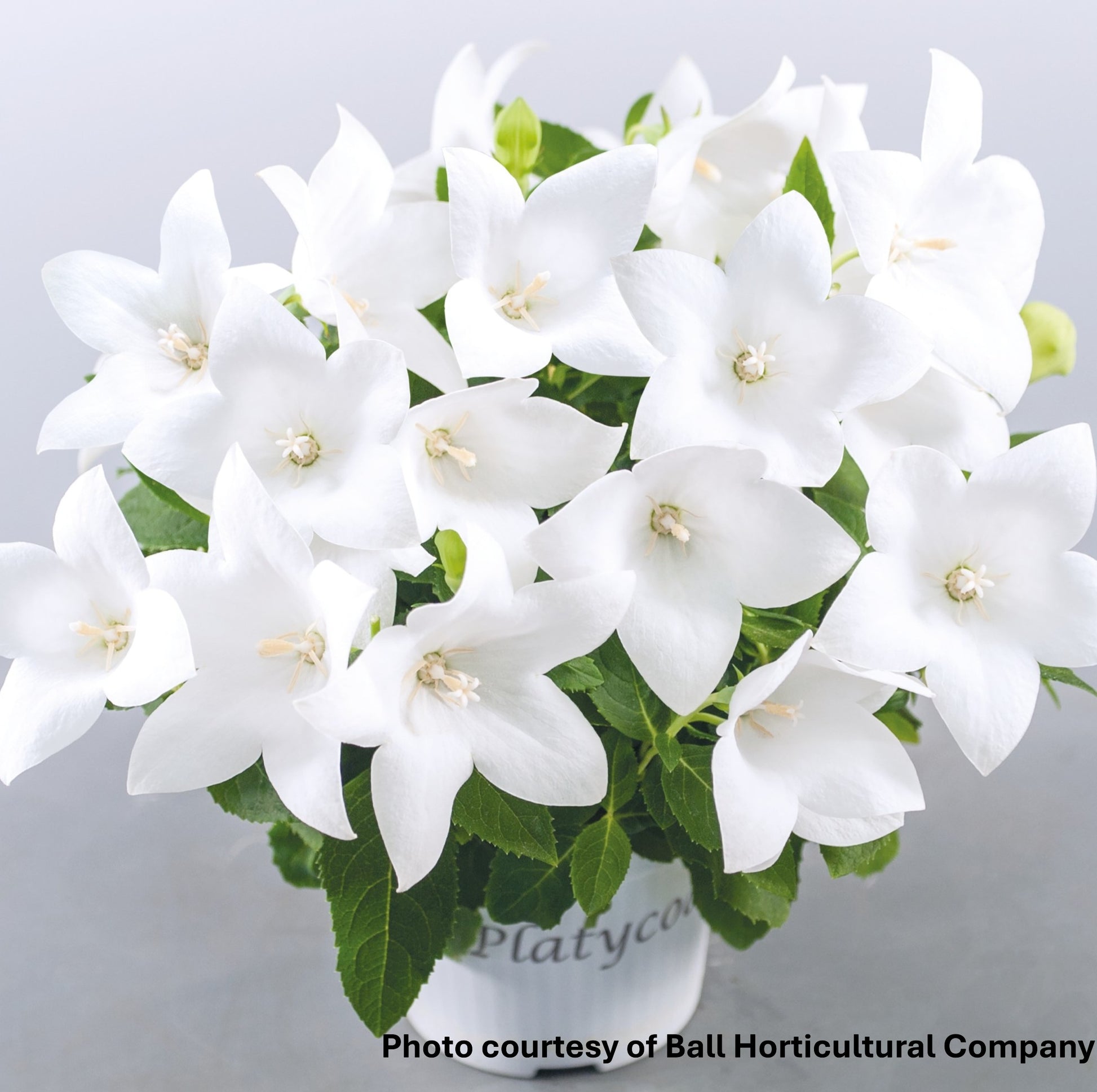 Platycodon grandiflorus PopStar White 1Q
