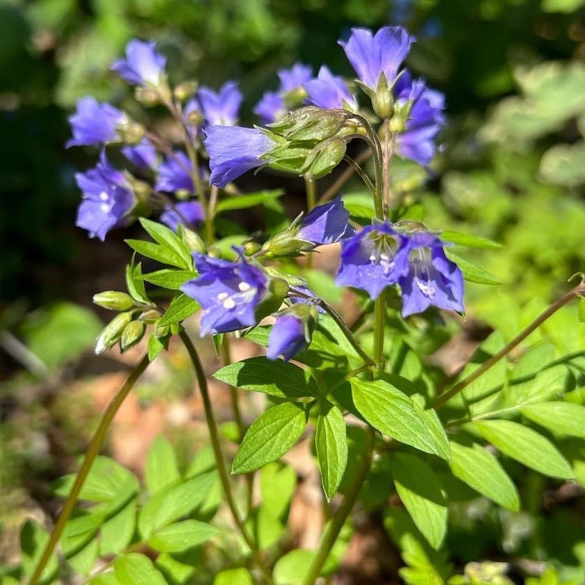 Polemonium reptans DP50