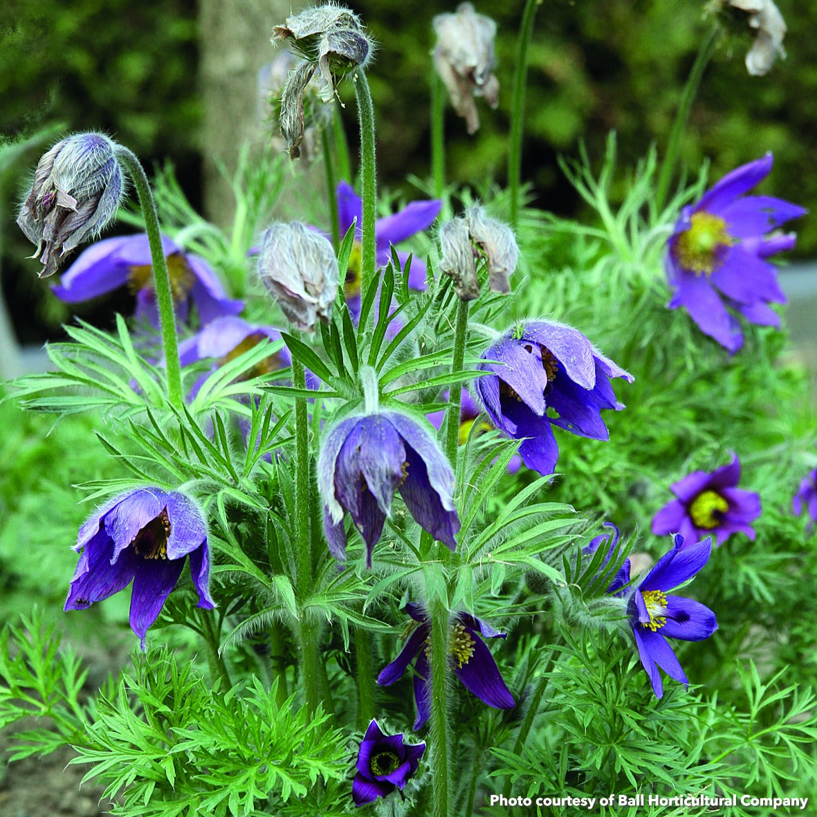 Pulsatilla vulgaris 3.25"