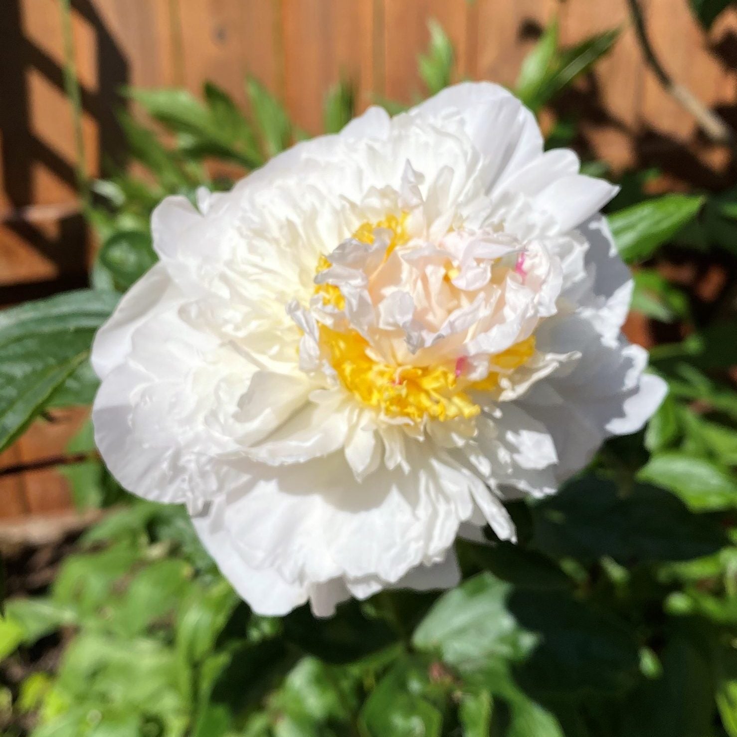 Paeonia Honey Gold 2G
