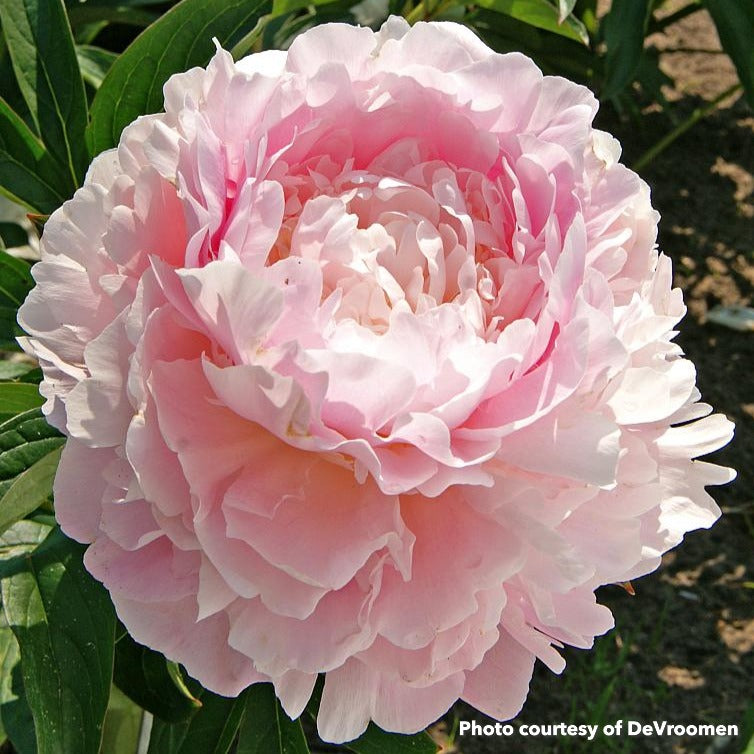 Paeonia Dinner Plate 2G