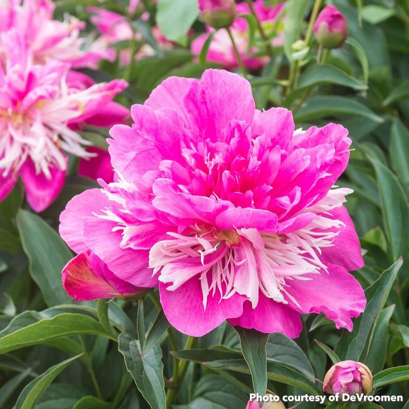 Paeonia Fantastic 2G