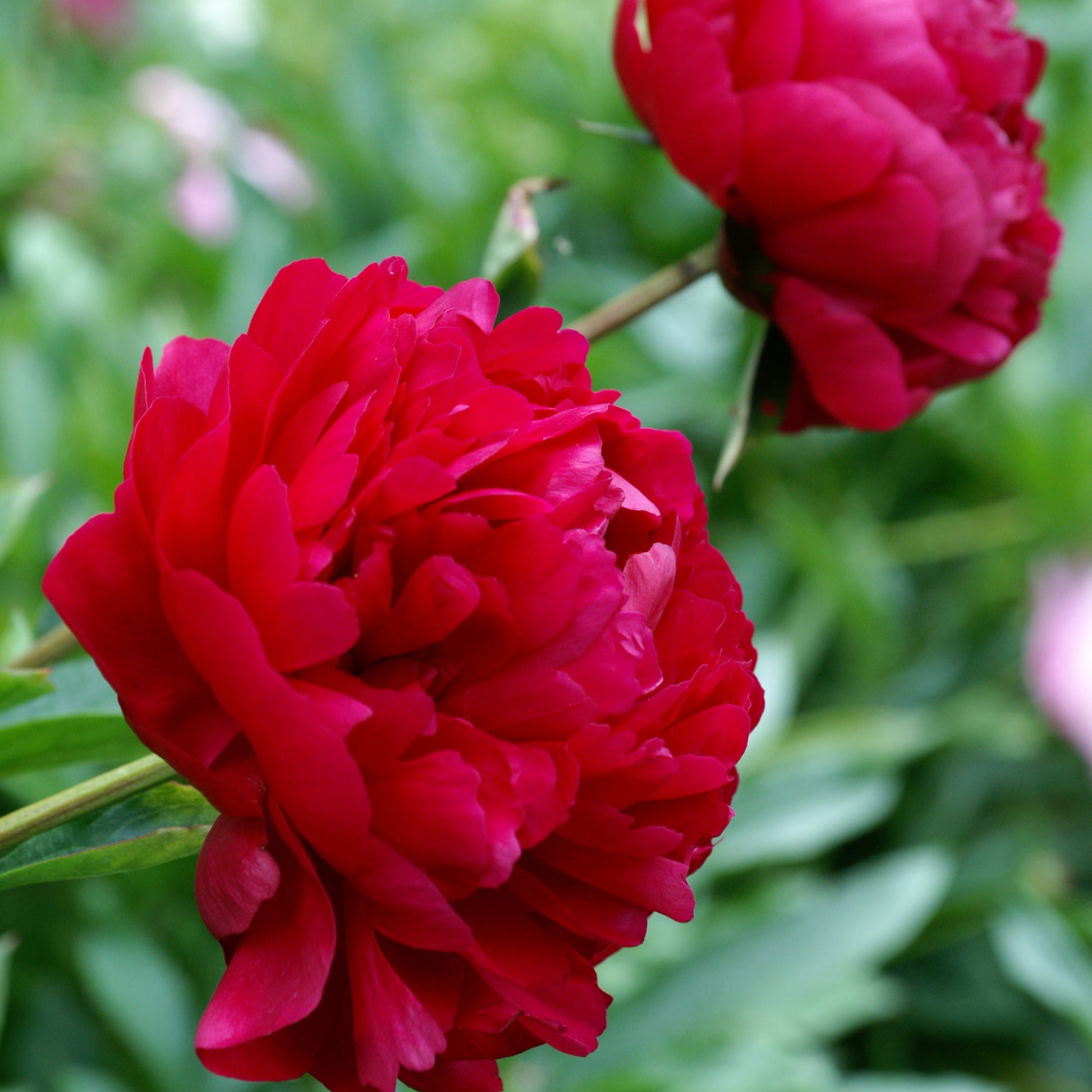 Paeonia Felix Crousse 2G