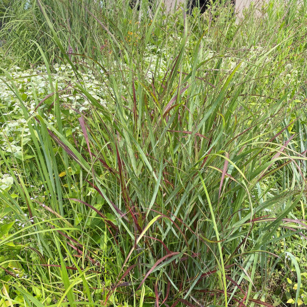 Panicum virgatum Shenandoah 2G