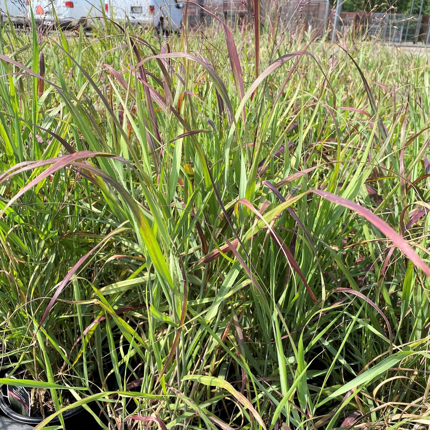Panicum virgatum Shenandoah 2G