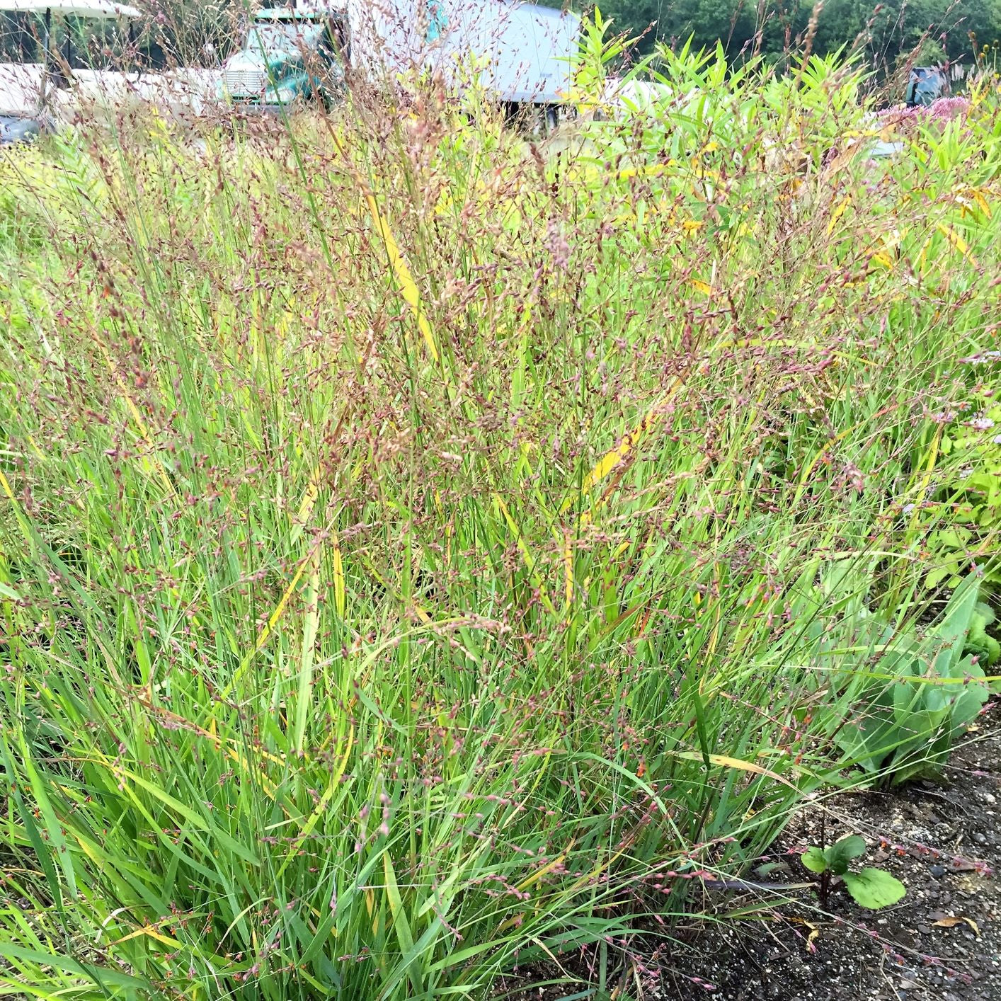 Panicum virgatum 2G