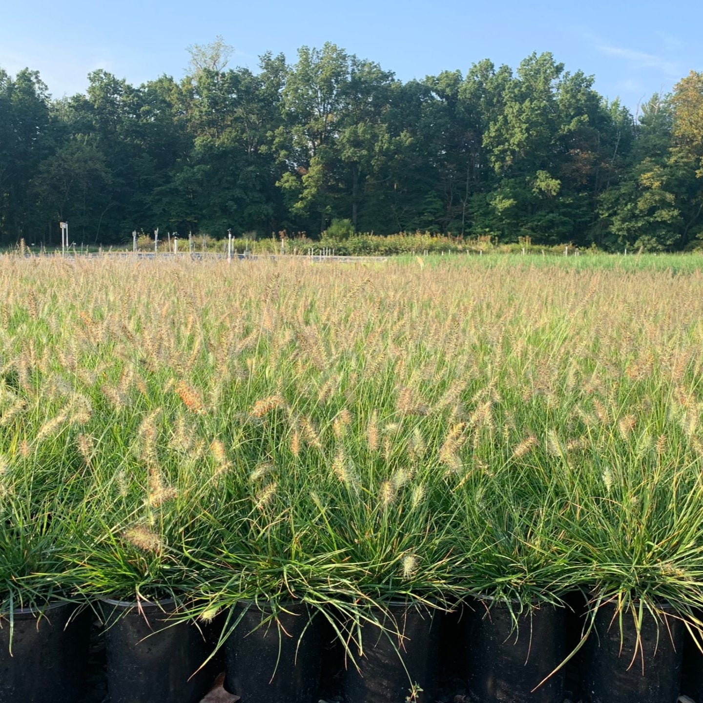 Pennisetum alopecuroides Hameln 1G