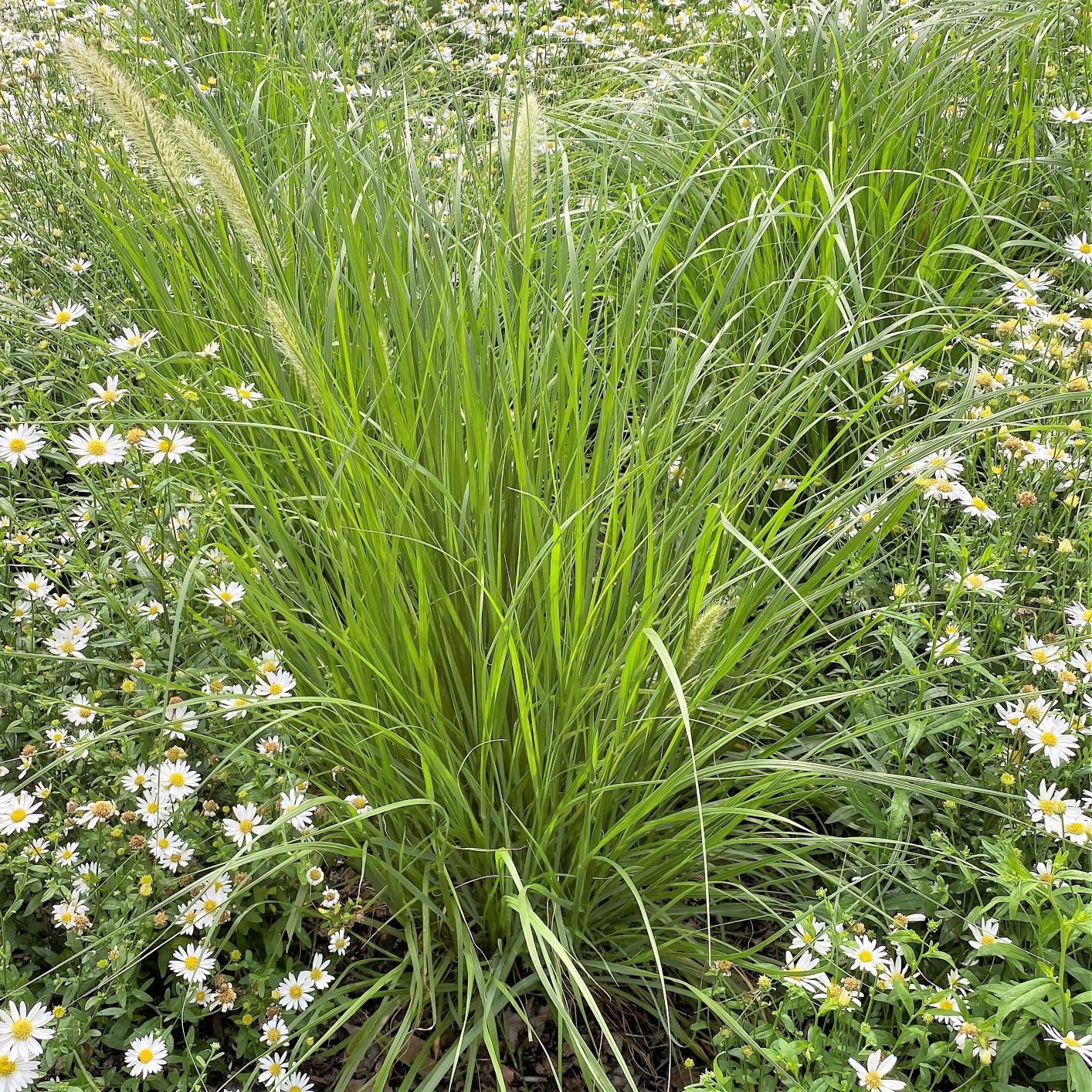 Pennisetum alopecuroides Hameln 1G