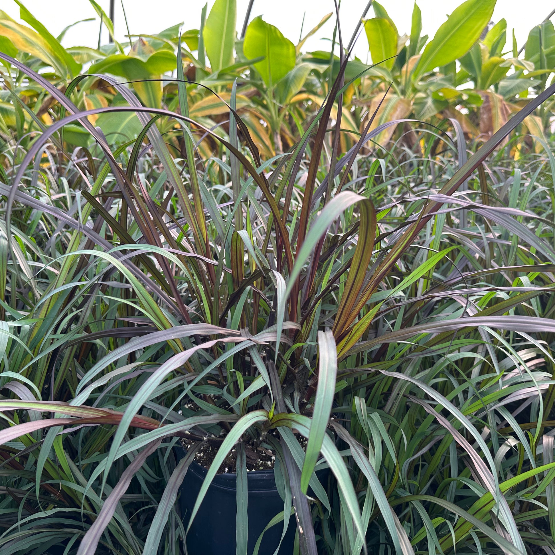 Pennisetum x First Knight 1G
