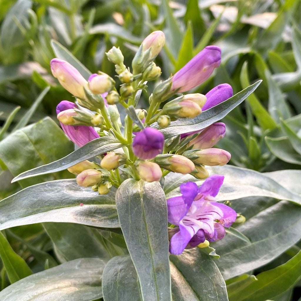 Penstemon barbatus Rock Candy Blue 1G